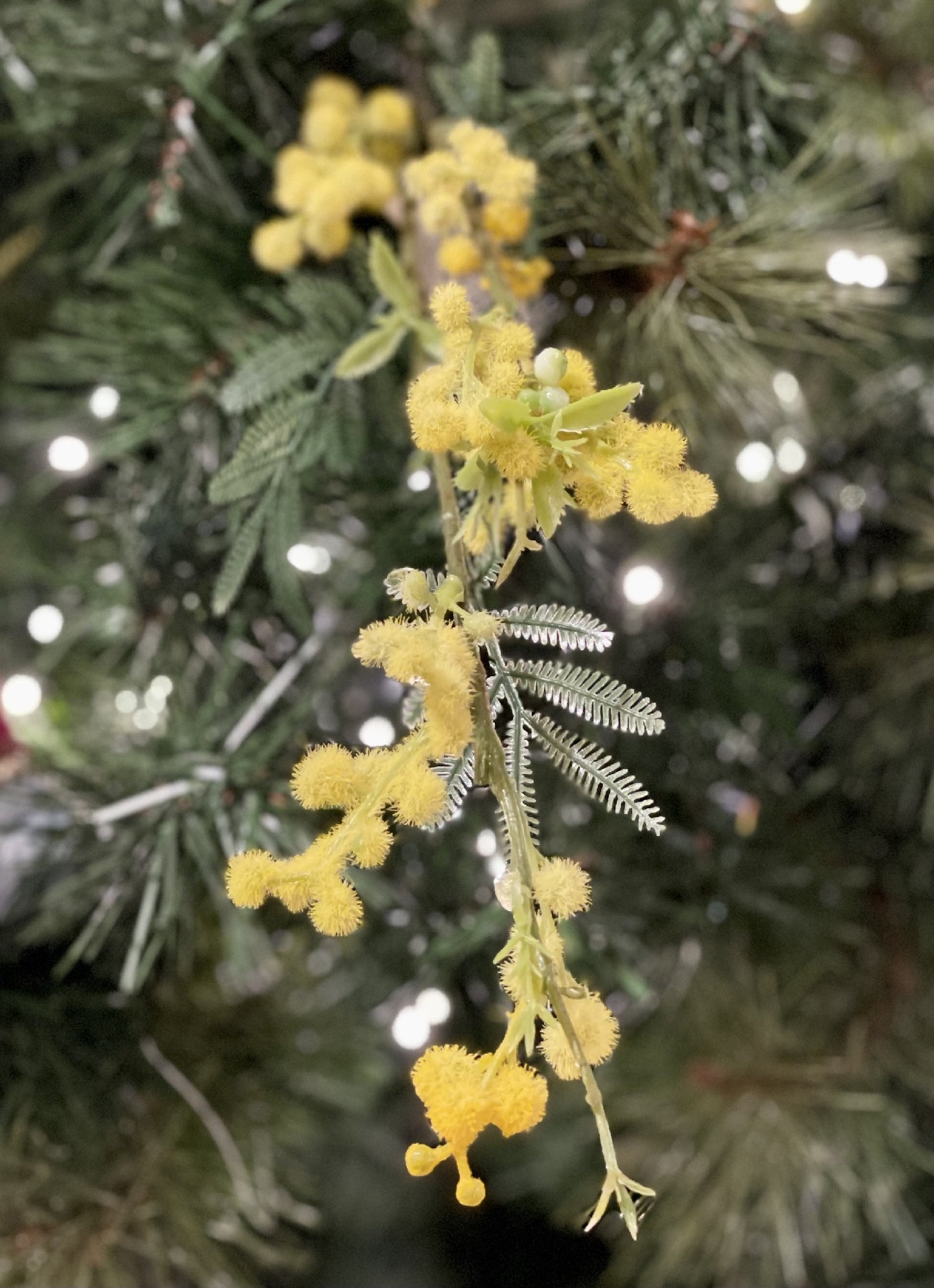 YELLOW WATTLE SPRAY 5274