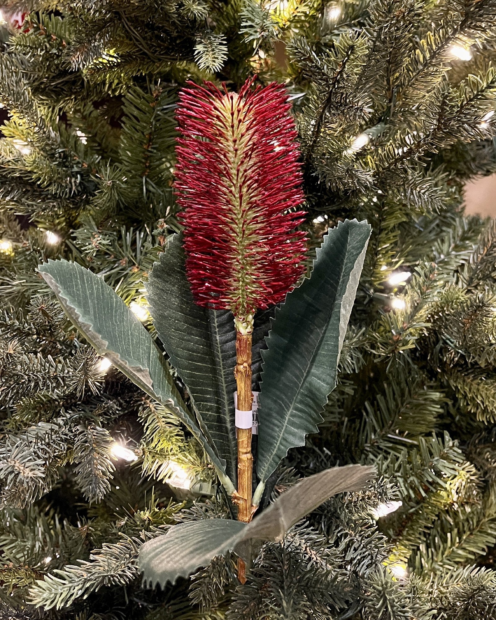 BANKSIA ROBUR BURGUNDY SPRAY 6965BU