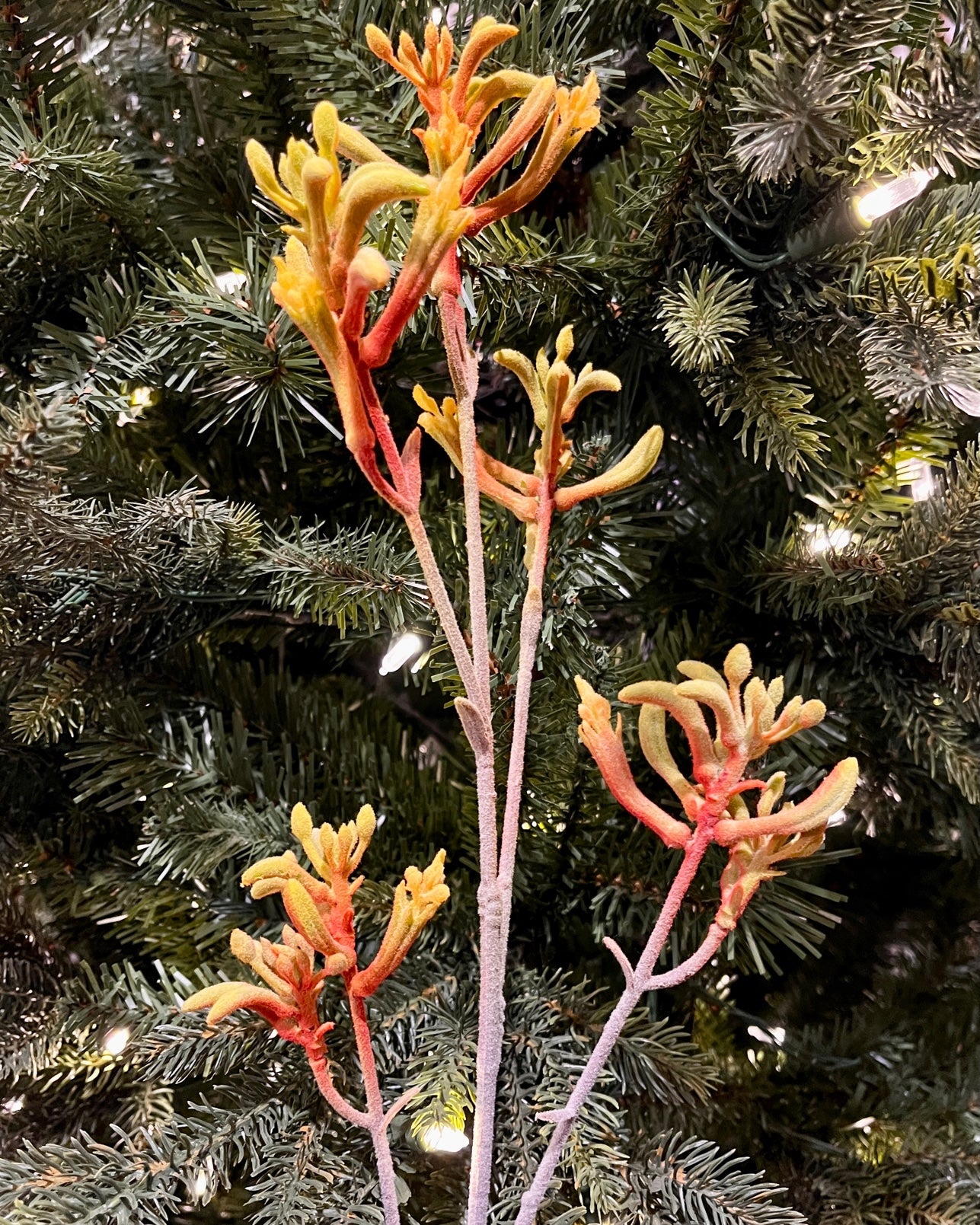 75CM YELLOW & RED KANAGROO PAW SPRAY 7191YERD