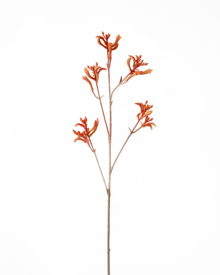 BROWN KANGAROO PAW SPRAY 75CM 7191BR