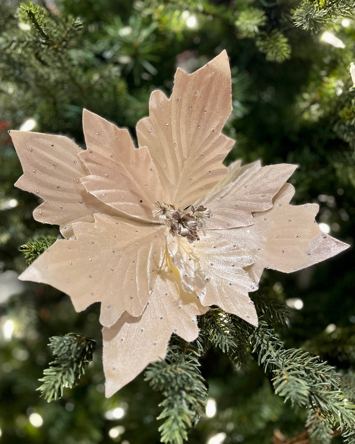 CLIP ON FABRIC POINSETTIA CHAMPAGNE DIAMONTE XDPBRCZ