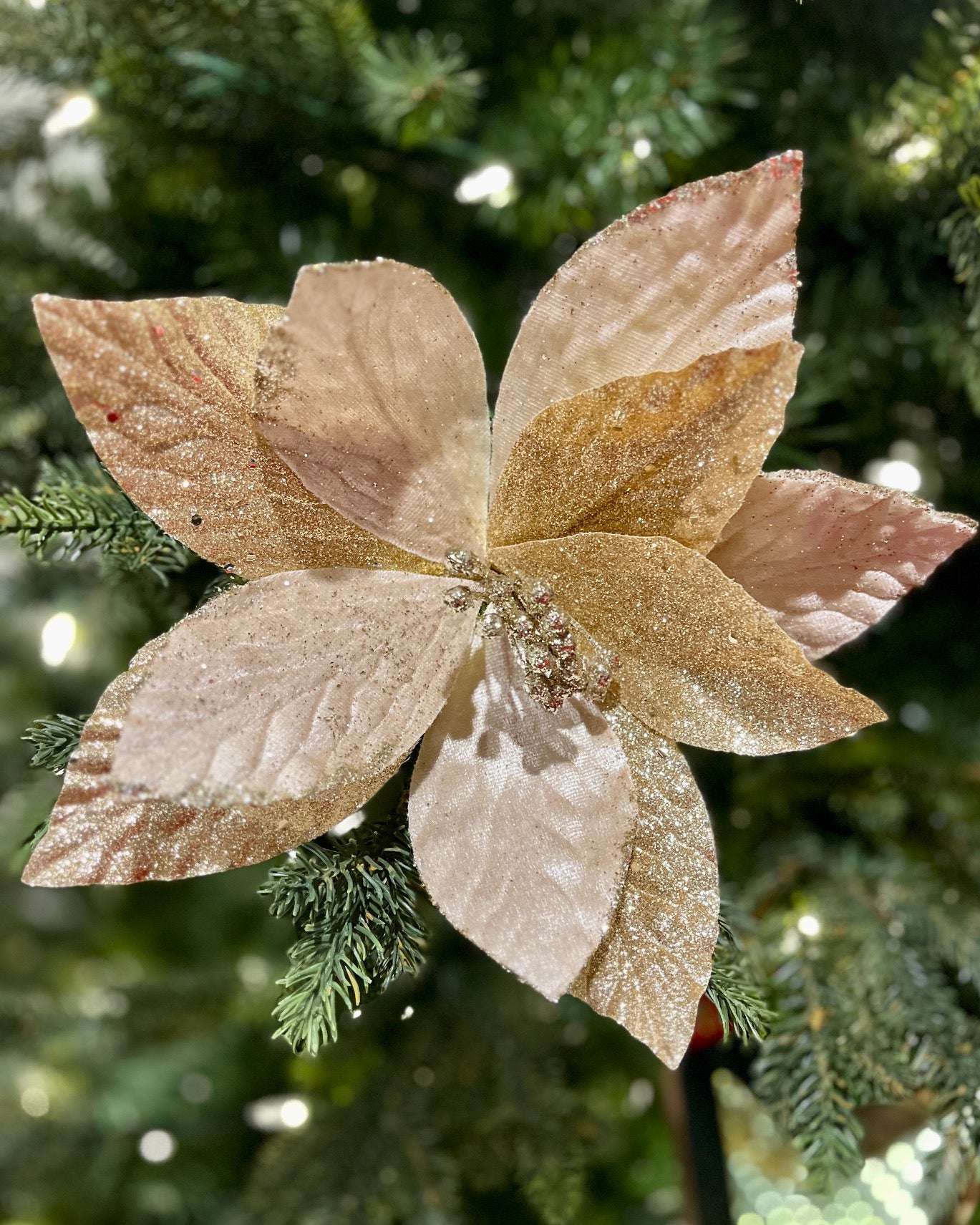 CLIP ON FABRIC POINSETTIA CHAMPAGNE GLITTER XDPBRDB