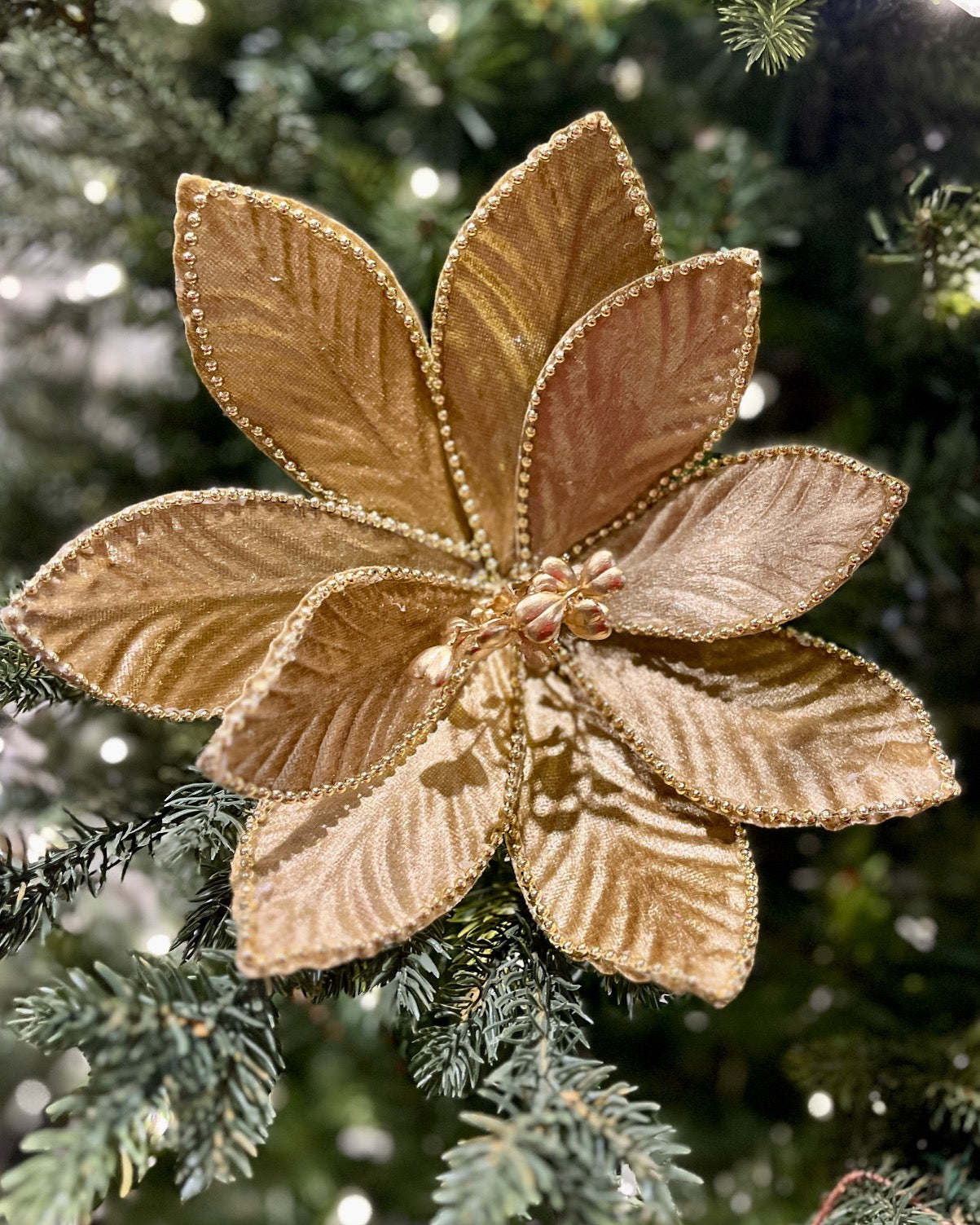 CLIP ON FABRIC POINSETTIA MUSTARD XDPBRDF