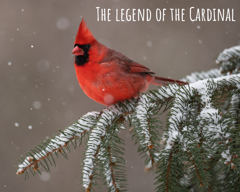 The Legend of the Cardinal