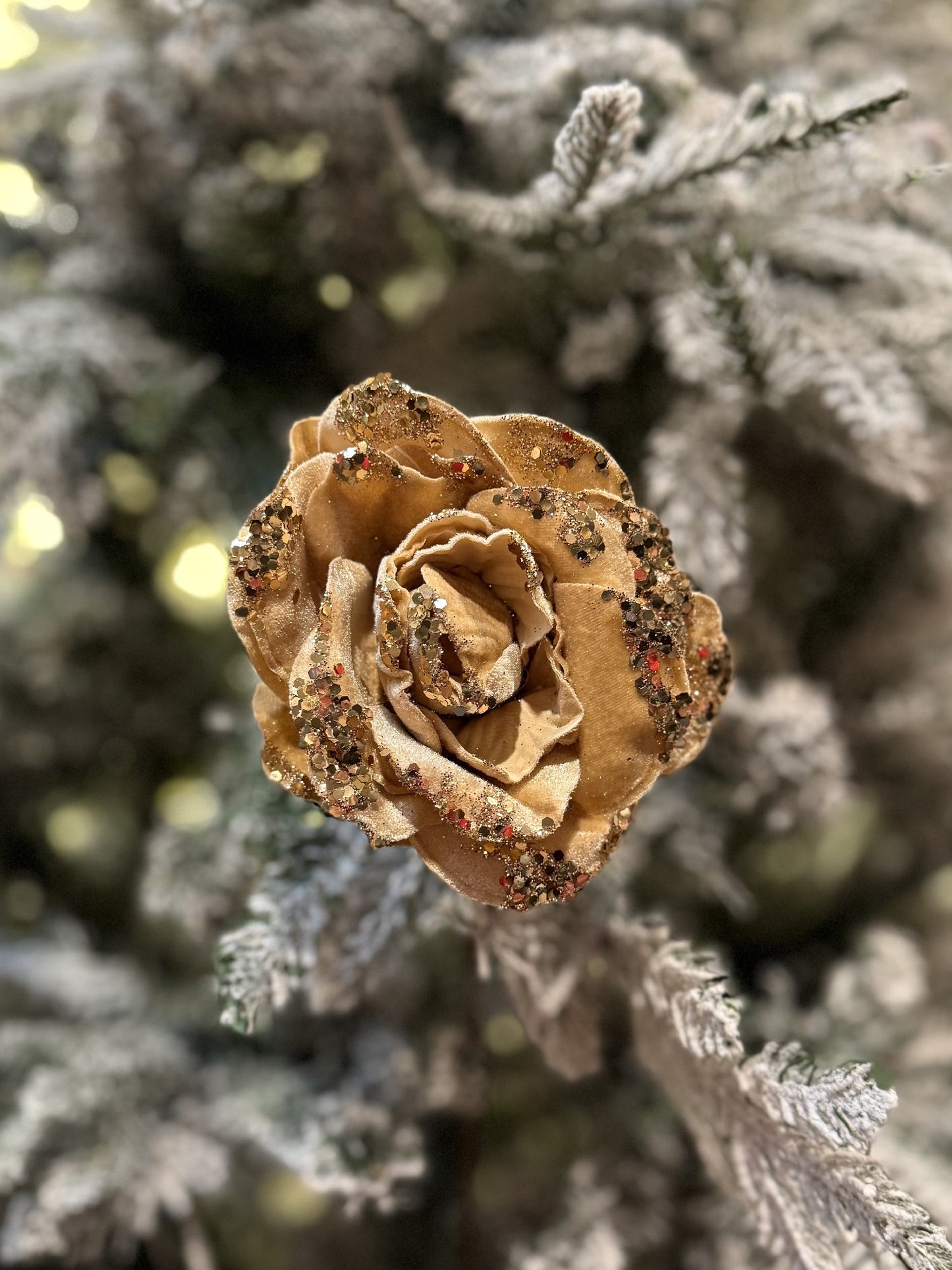 CHAMPAGNE ROSE STEM X420676
