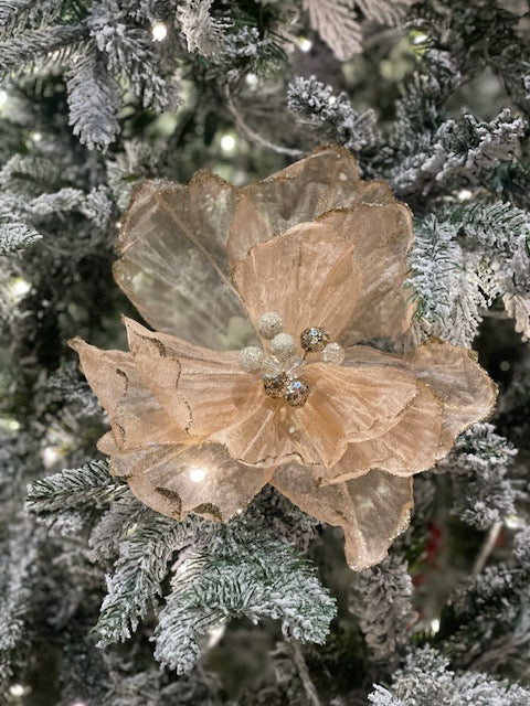 SHEER PEACH MAGNOLIA FLOWER X418567