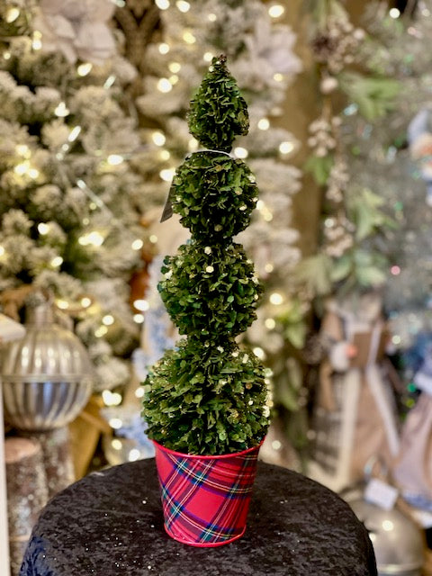MEDIUM TOPIARY TREE IN TARTAN POT XLD-C6QZ204