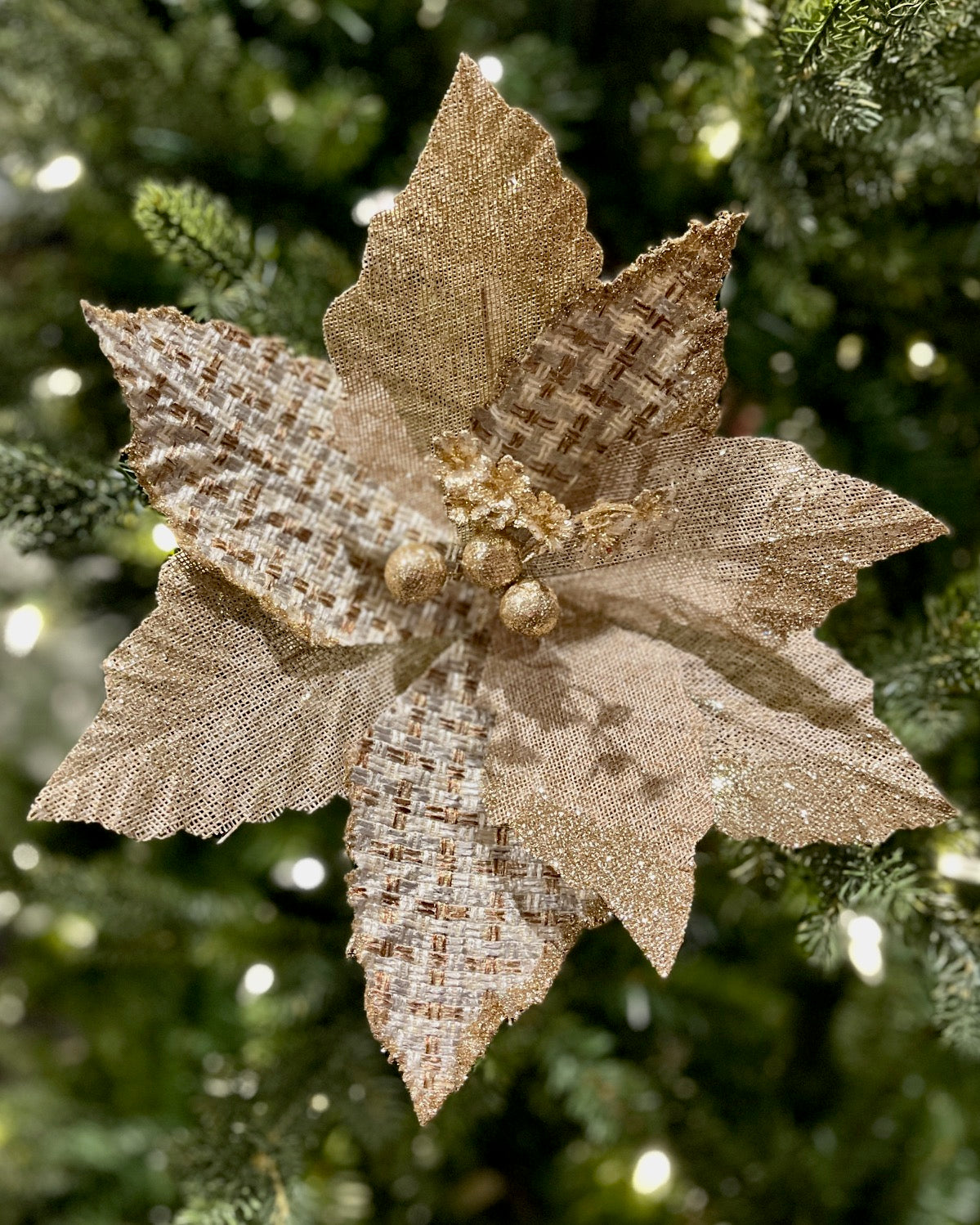 HESSIAN POINSETTIA WITH GOLD EDGE 1202023