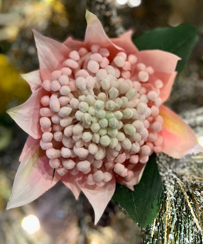 PINK WARATAH FLOWER X6968