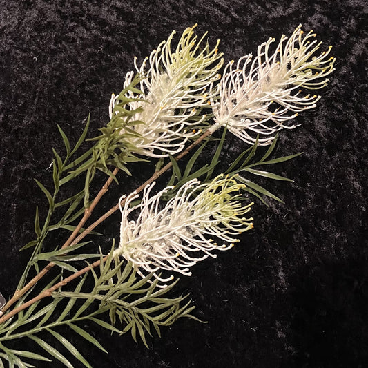CREAM GREVILLEA SPRAY 6964CR