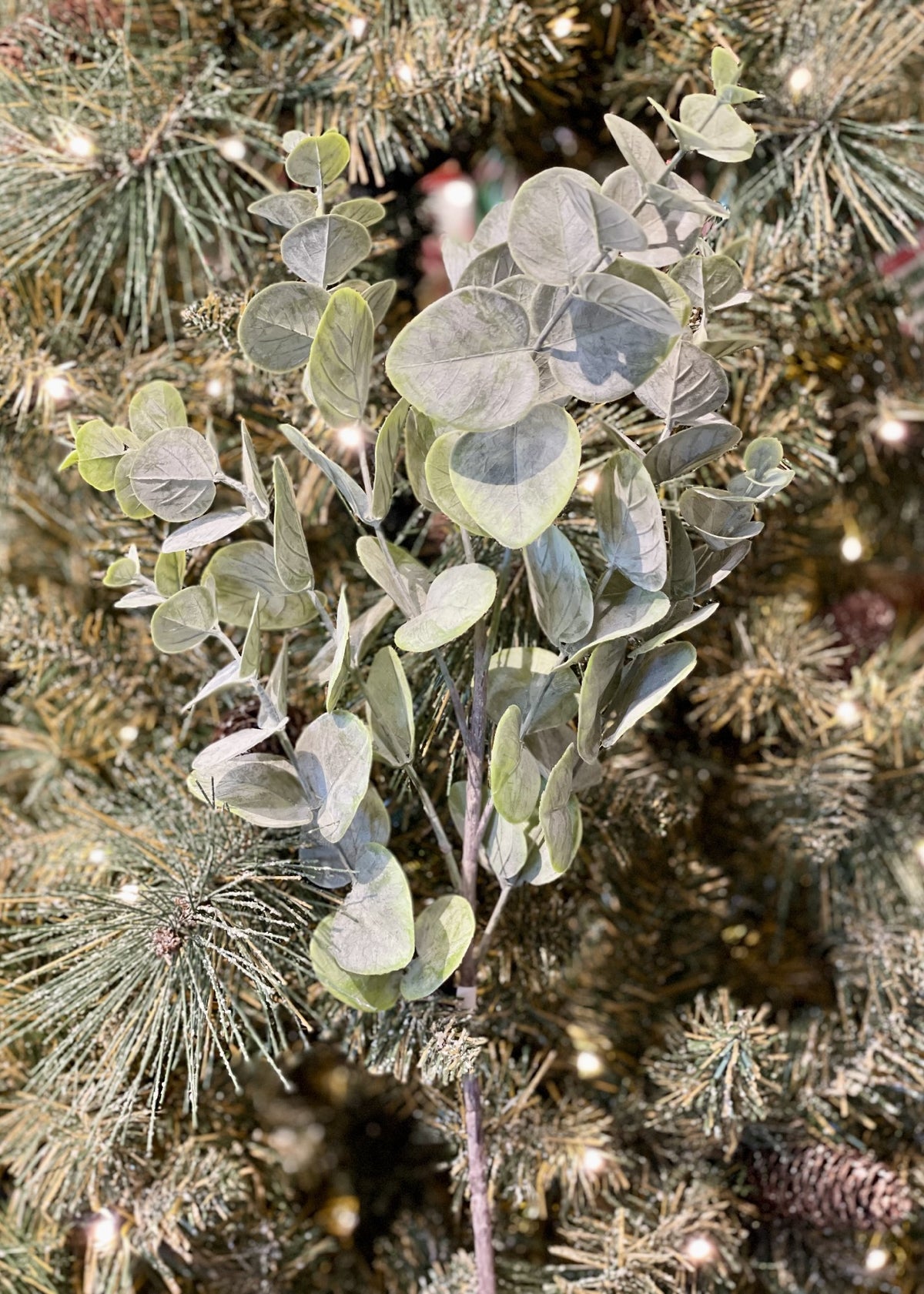 EUCALYPTUS SPRAY GREEN 7015