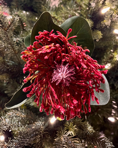 DARK RED PROTEA 7081DKRD