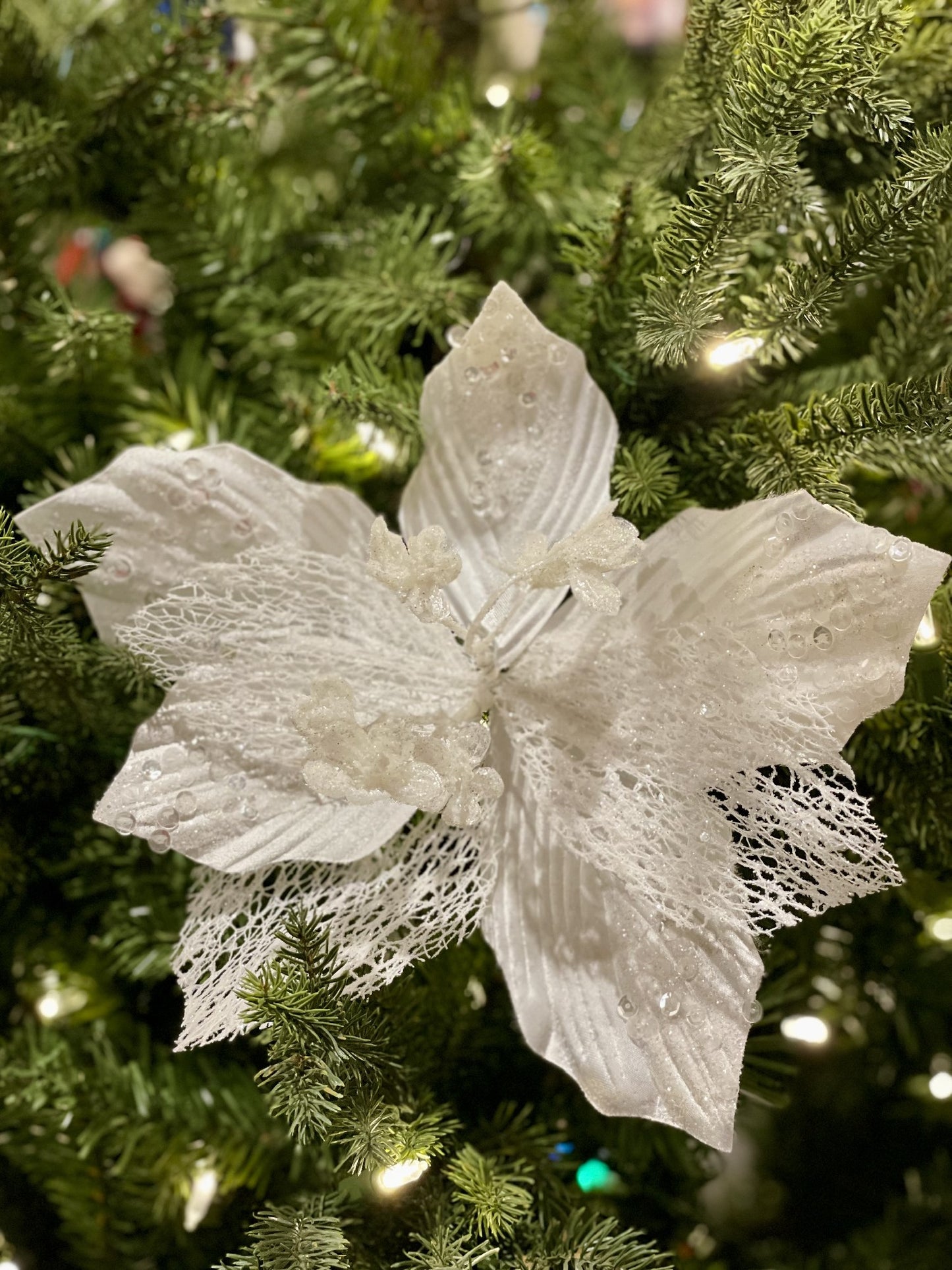 CLIP ON POINSETTIA WHITE & SHEER XDPSCWL