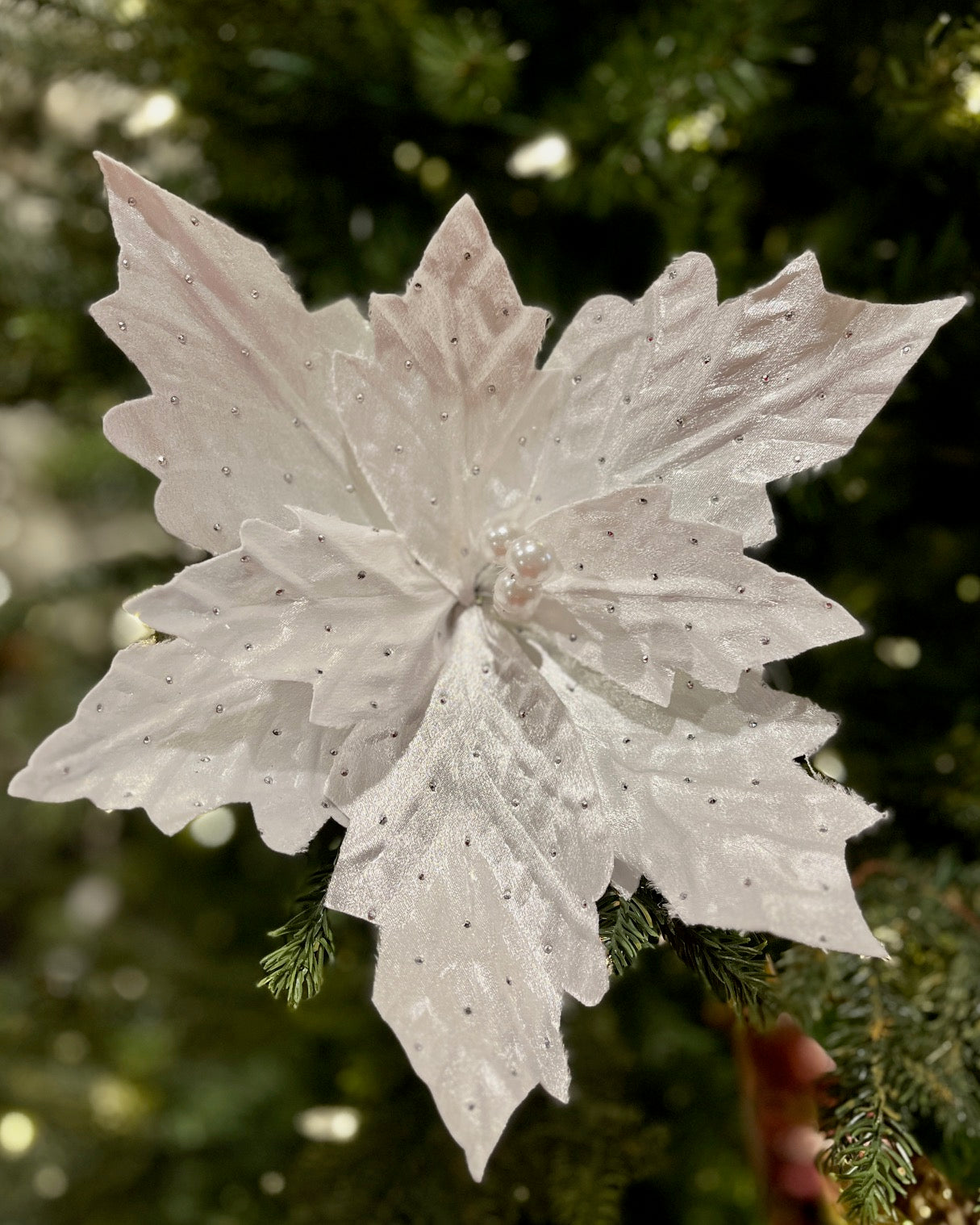CLIP ON FABRIC POINSETTIA WHITE PEARL CENTRE XDPBOCV