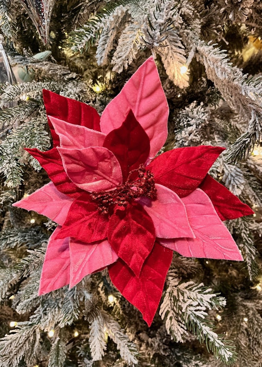 28CM RED & CANDY PINK POINSETTIA W/50CM STEM X419629
