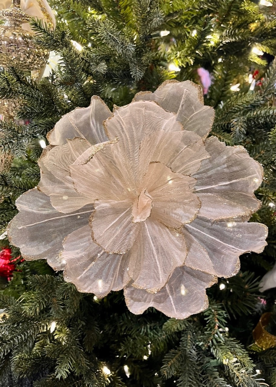 Champagne Sheer Flower Gold Edge SGD701