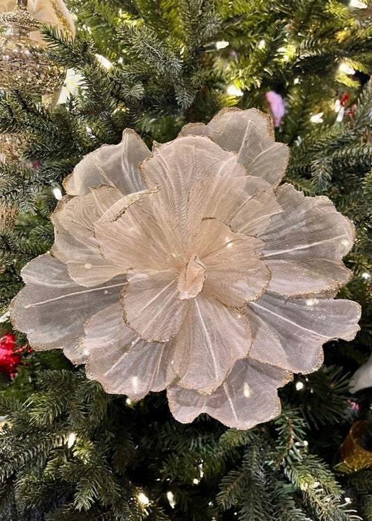 Champagne Sheer Flower Gold Edge SGD701