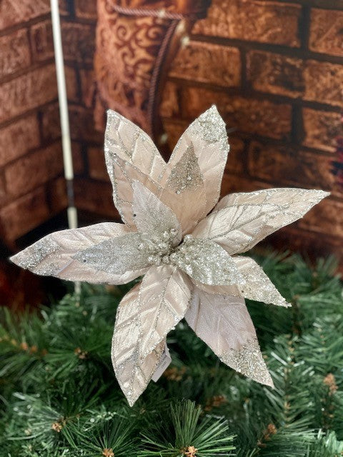 CHAMPAGNE BLUSH POINSETTIA GEV017