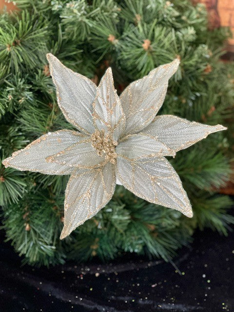 SEA BLUE CHAMPAGNE POINSETTIA GGF079