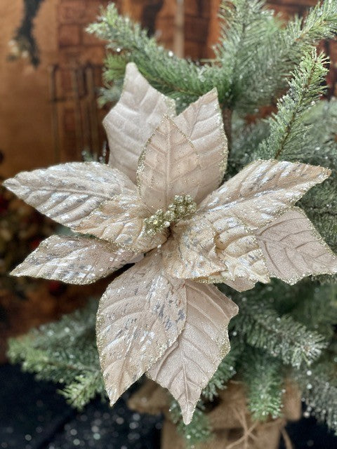 CHAMPAGNE VELOUR POINSETTIA GGF120