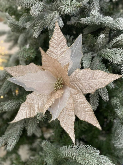 CHAMPAGNE AND ORGANZA POINSETTIA JXG079