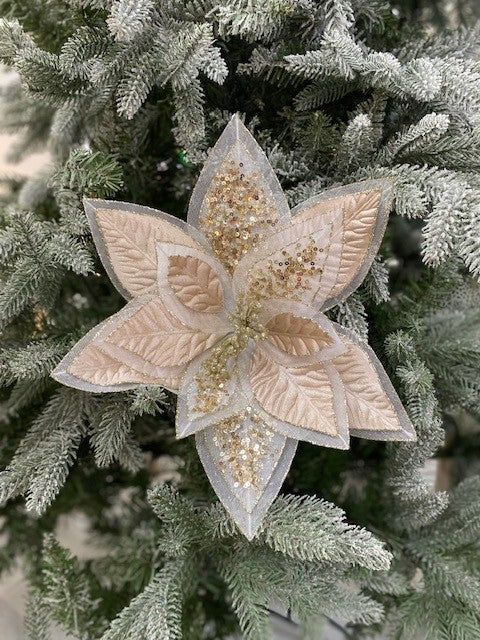 CHAMPAGNE SHEER EDGE POINSETTIA JXG201