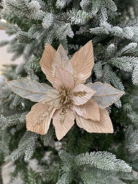 CHAMPAGNE POINSETTIA JXG204
