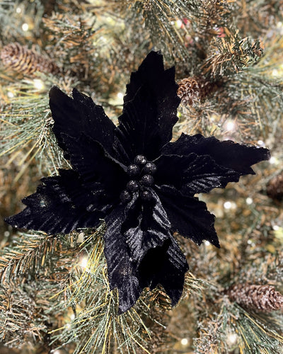 BLACK POINSETTIA JXG270