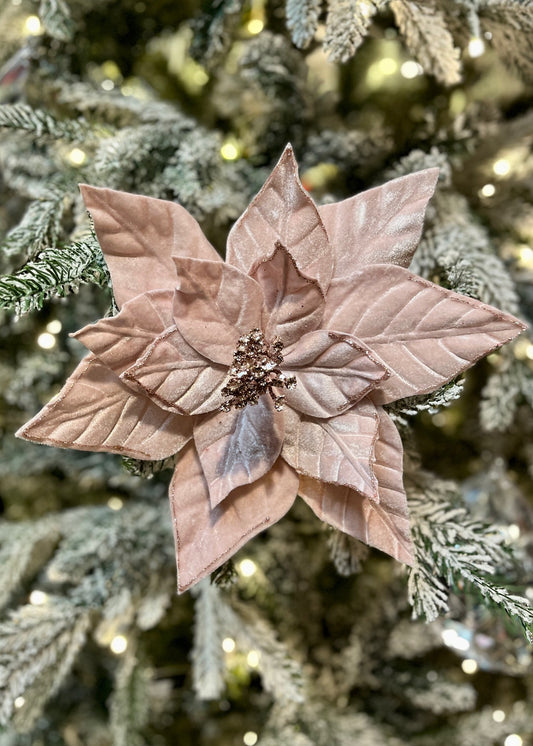 PINK VELOUR POINSETTIA DCJ029