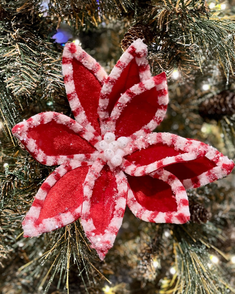 RED WHITE EDGE RED POINSETTIA RXD018