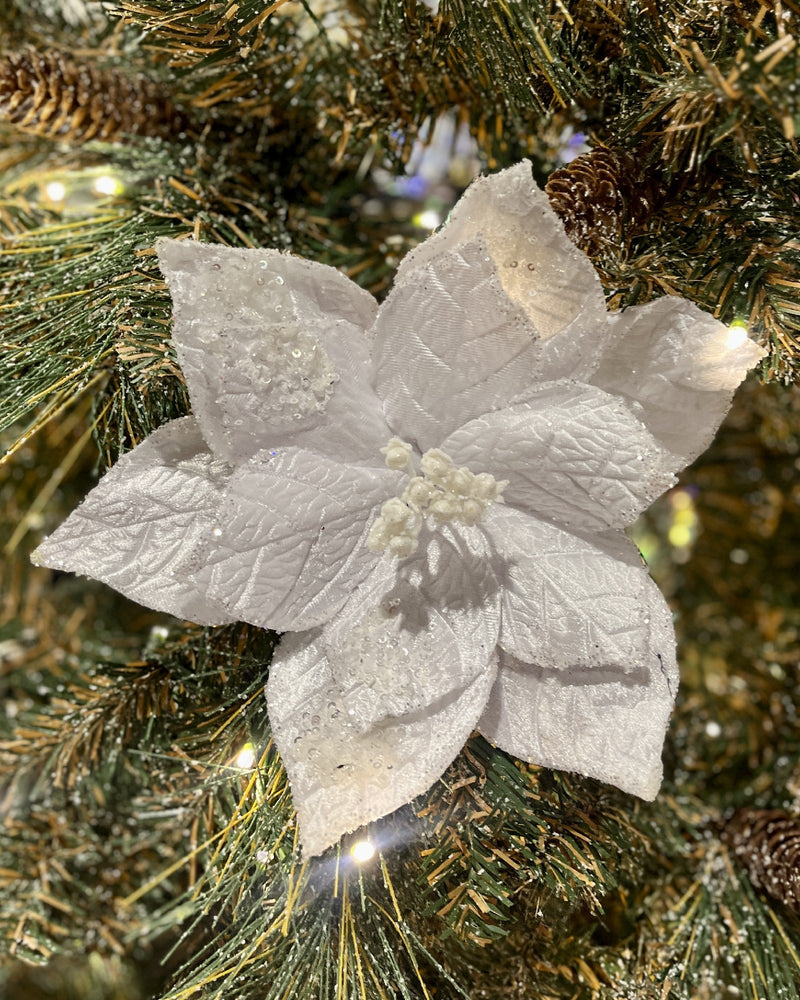 WHITE POINSETTIA RXD019