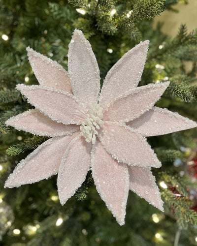 PINK ICED POINSETTIA  RXD185