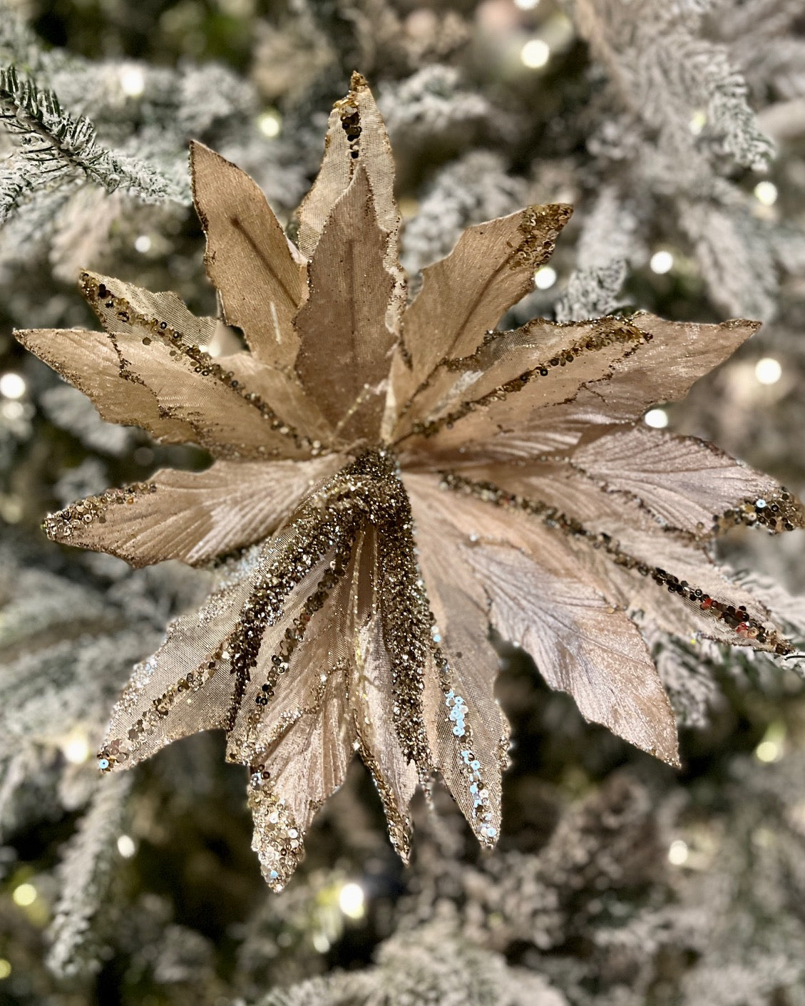 CHAMPAGNE GLITTER POINSETTIA RXD219